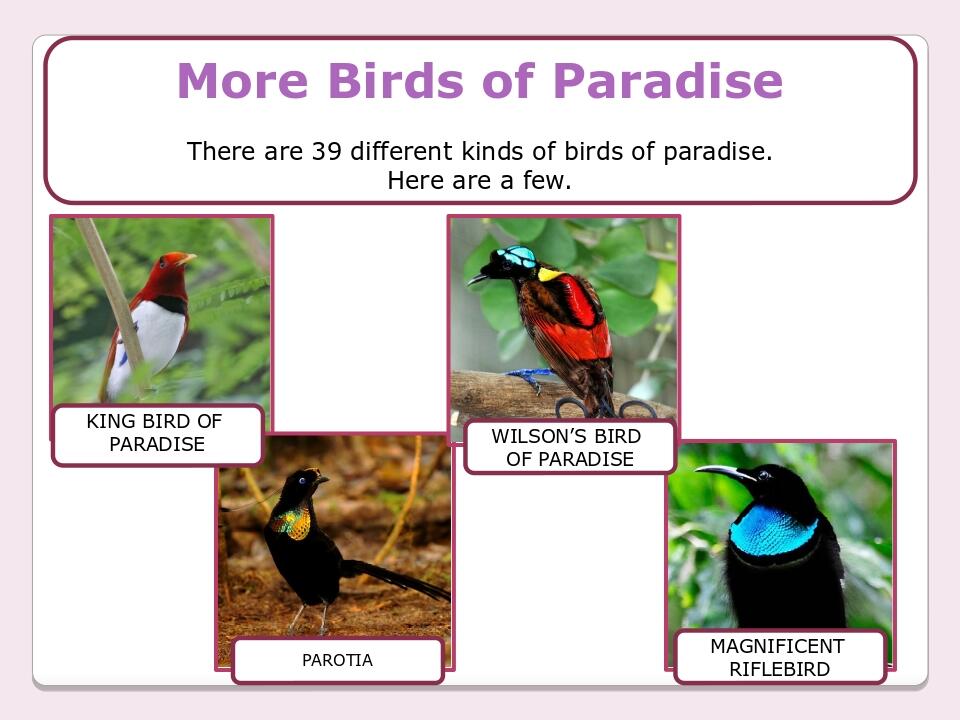 More Birds of Paradise There are 39 different kinds of birds of paradise. Here are a few. KING BIRD OF PARADISE WILSON’S BIRD OF PARADISE PAROTIA M...