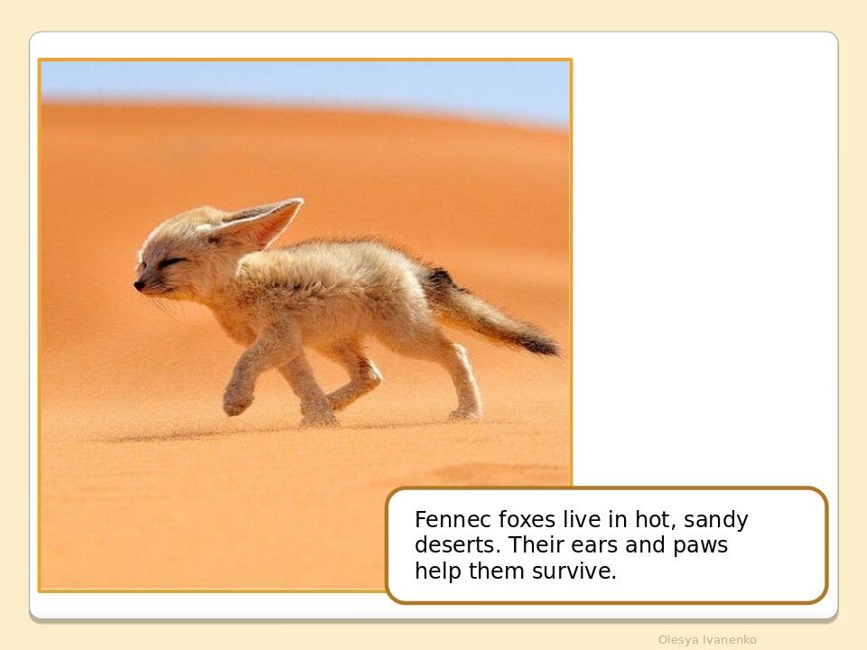 Olesya Ivanenko Fennec foxes live in hot, sandy deserts. Their ears and paws help them survive.