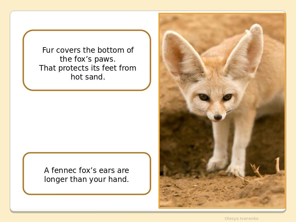     Olesya Ivanenko Fur covers the bottom of the fox’s paws. That protects its feet from hot sand. A fennec fox’s ears are longer than your hand.