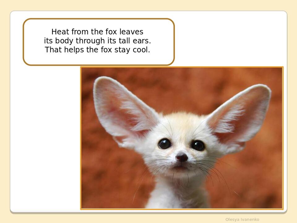Olesya Ivanenko Heat from the fox leaves its body through its tall ears. That helps the fox stay cool.