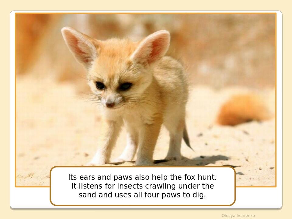 Olesya Ivanenko Its ears and paws also help the fox hunt. It listens for insects crawling under the sand and uses all four paws to dig.