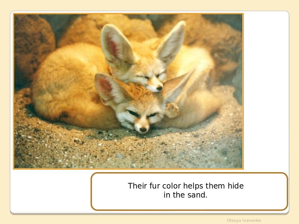 Olesya Ivanenko Their fur color helps them hide in the sand.