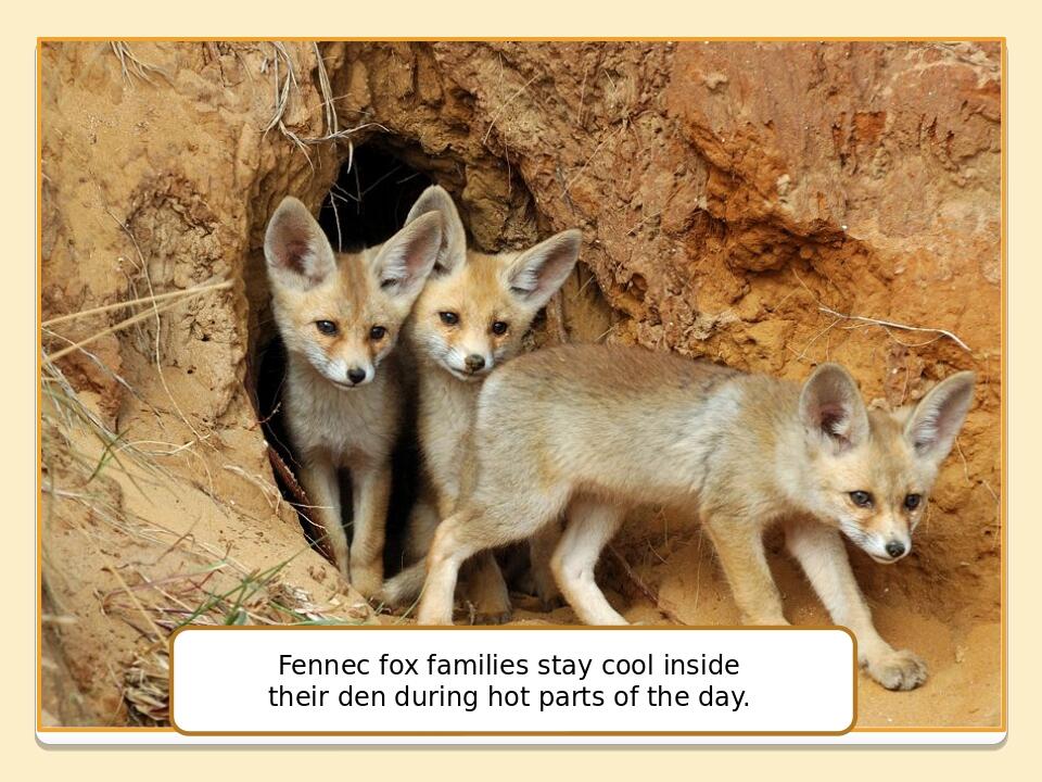 Olesya Ivanenko Fennec fox families stay cool inside their den during hot parts of the day.