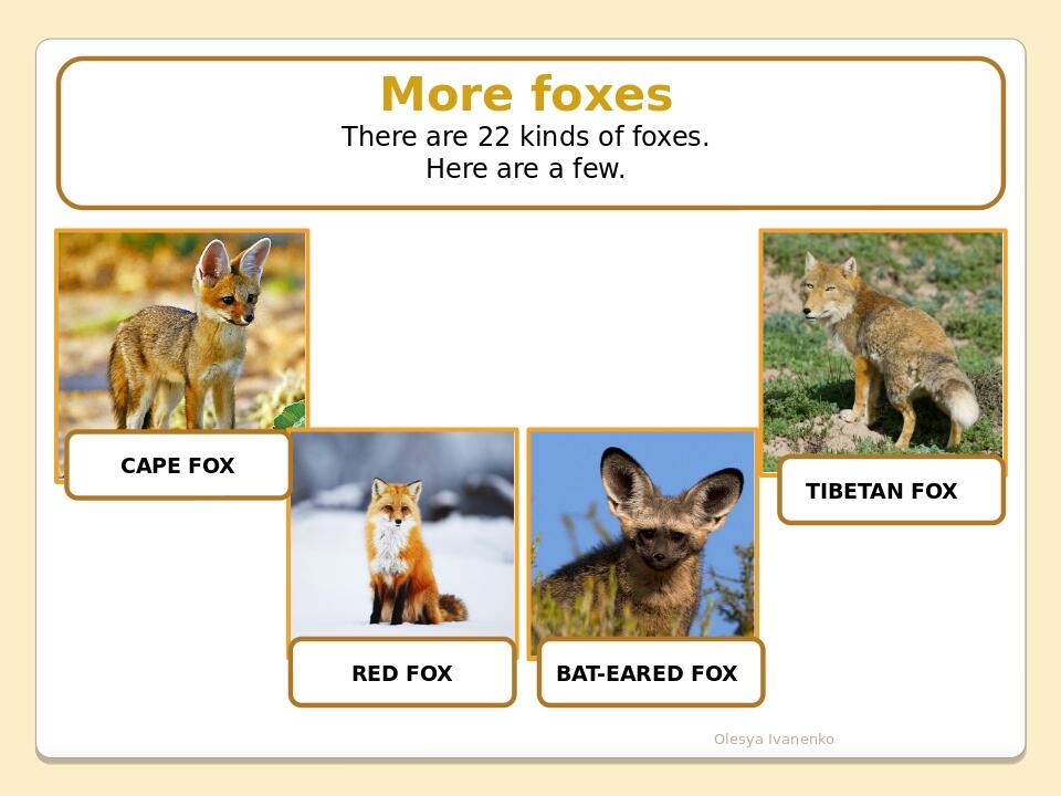 Olesya Ivanenko More foxes There are 22 kinds of foxes. Here are a few. TIBETAN FOX BAT-EARED FOX RED FOX CAPE FOX