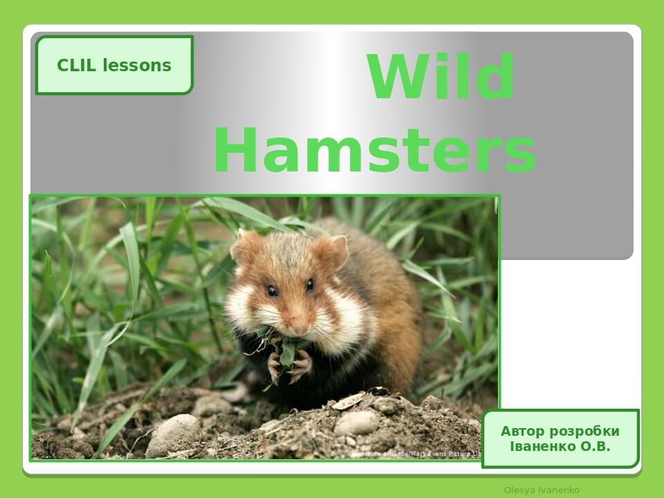 Wild Hamsters Olesya Ivanenko CLIL lessons Автор розробки Іваненко О.В.