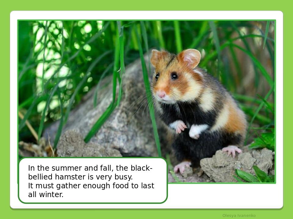 Olesya Ivanenko In the summer and fall, the black-bellied hamster is very busy. It must gather enough food to last all winter.