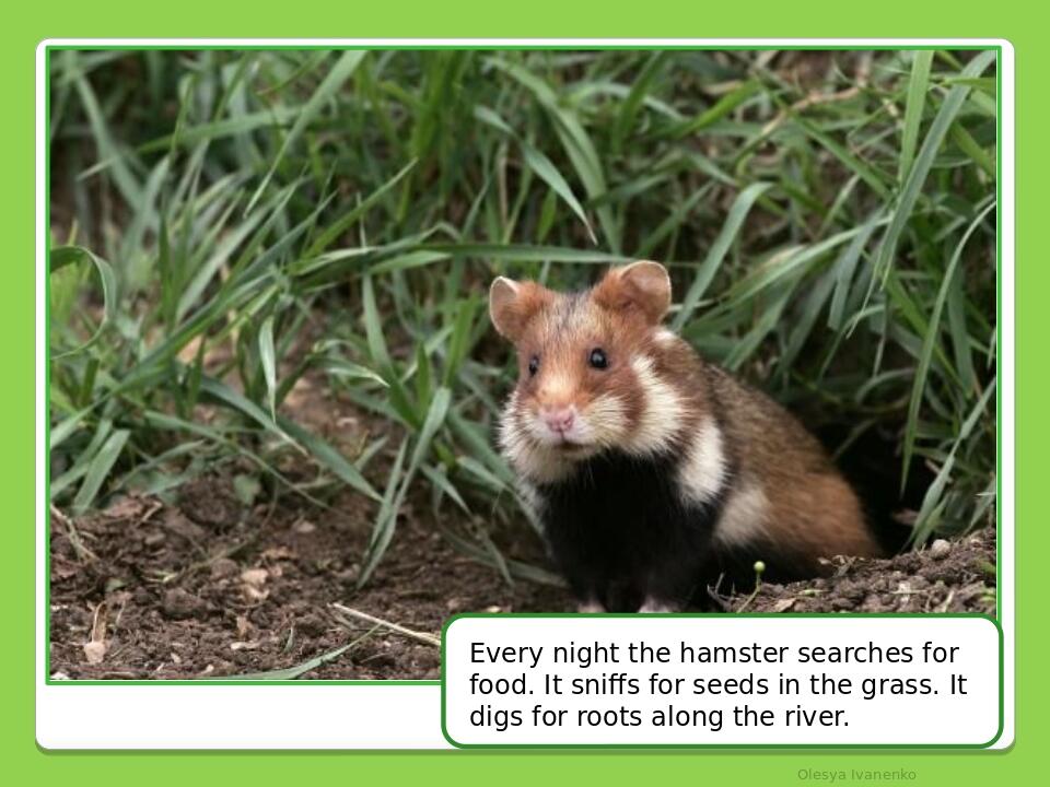     Olesya Ivanenko Every night the hamster searches for food. It sniffs for seeds in the grass. It digs for roots along the river.