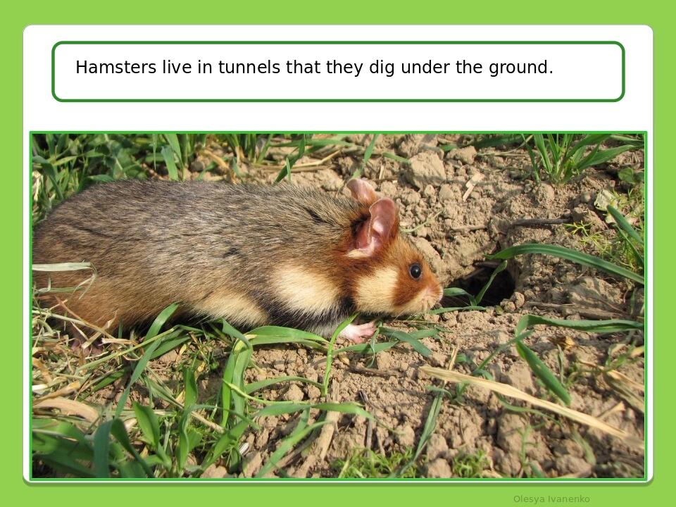 Olesya Ivanenko Hamsters live in tunnels that they dig under the ground.