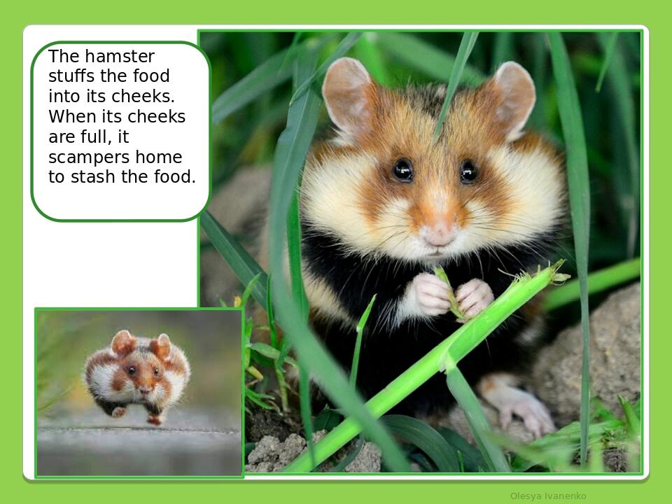 Olesya Ivanenko The hamster stuffs the food into its cheeks. When its cheeks are full, it scampers home to stash the food.
