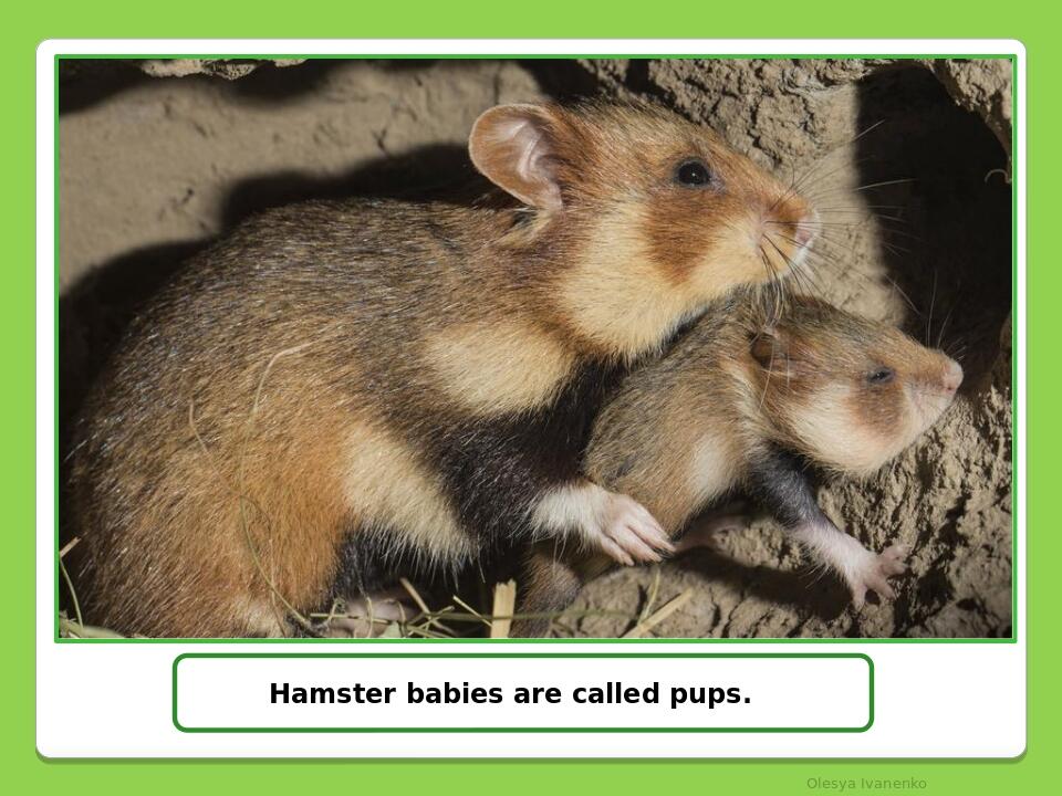 Olesya Ivanenko Hamster babies are called pups.