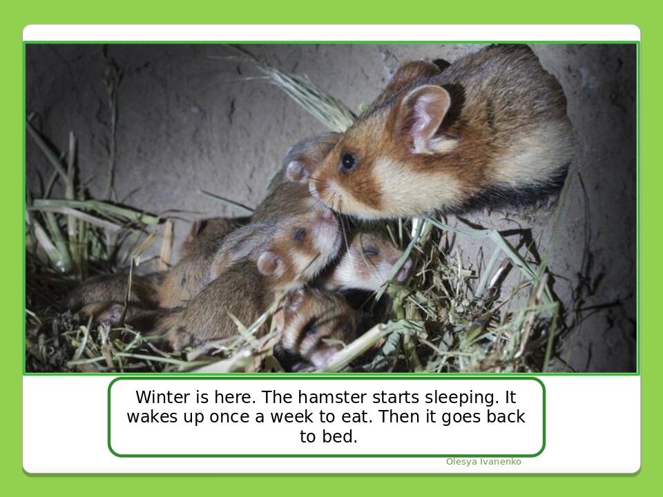 Olesya Ivanenko Winter is here. The hamster starts sleeping. It wakes up once a week to eat. Then it goes back to bed.