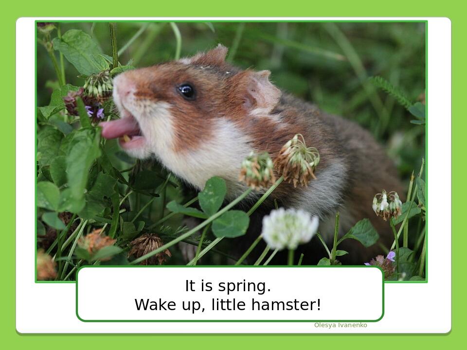 Olesya Ivanenko It is spring. Wake up, little hamster!