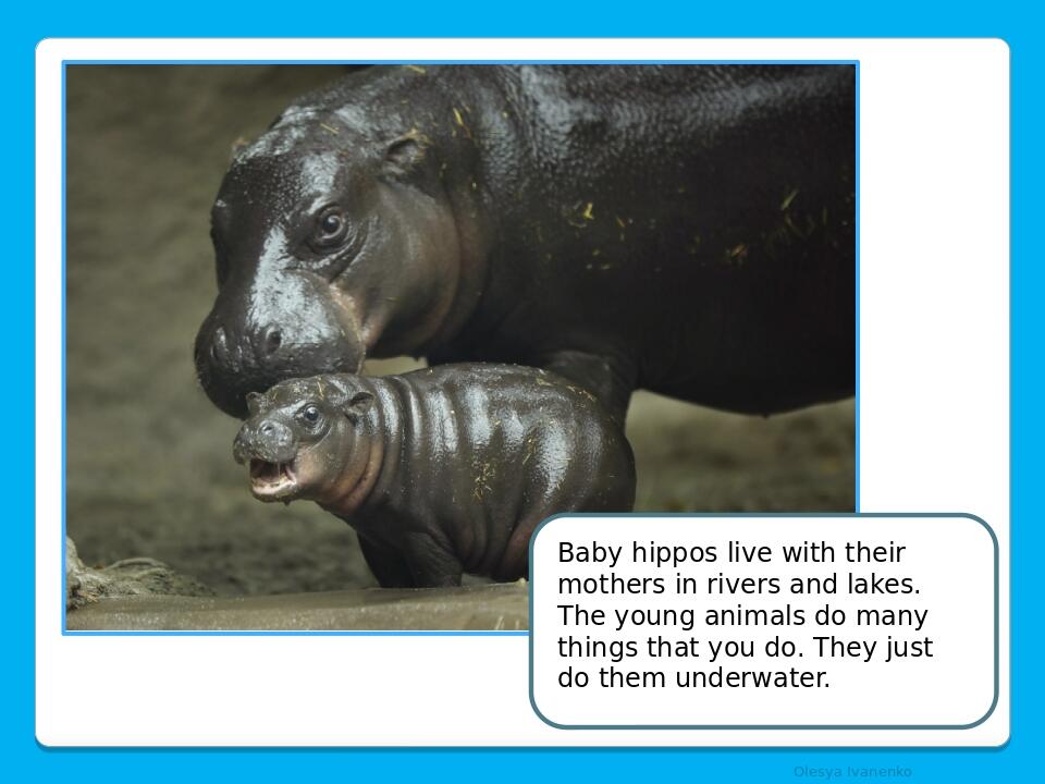 Olesya Ivanenko Baby hippos live with their mothers in rivers and lakes. The young animals do many things that you do. They just do them underwater.