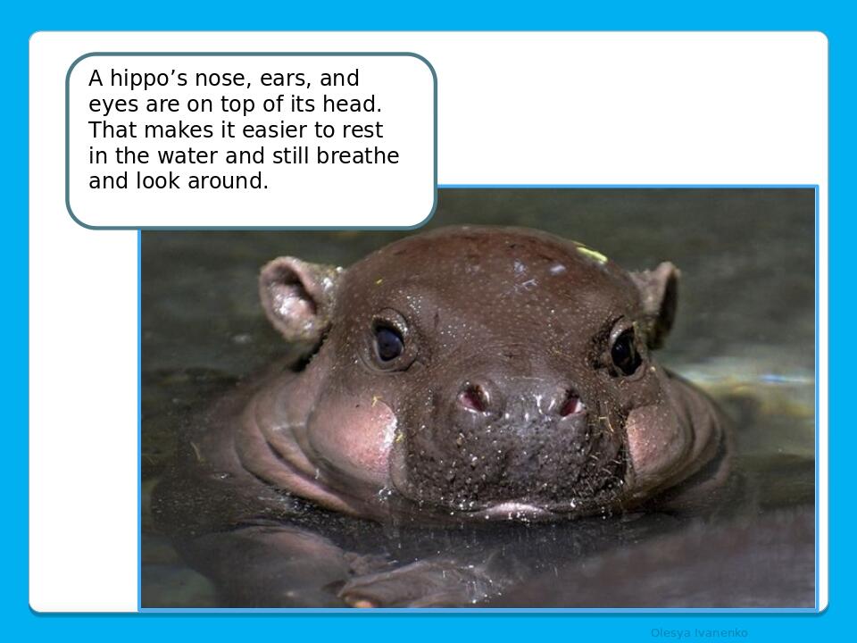     Olesya Ivanenko A hippo’s nose, ears, and eyes are on top of its head. That makes it easier to rest in the water and still breathe and look aro...