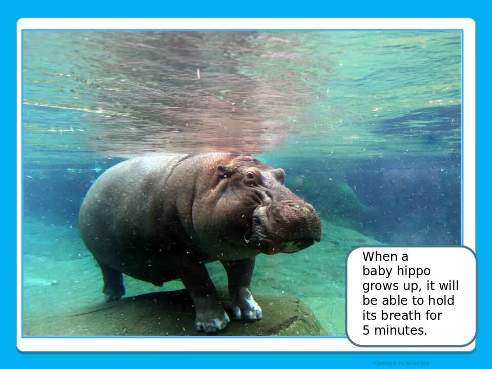 Olesya Ivanenko When a baby hippo grows up, it will be able to hold its breath for 5 minutes.
