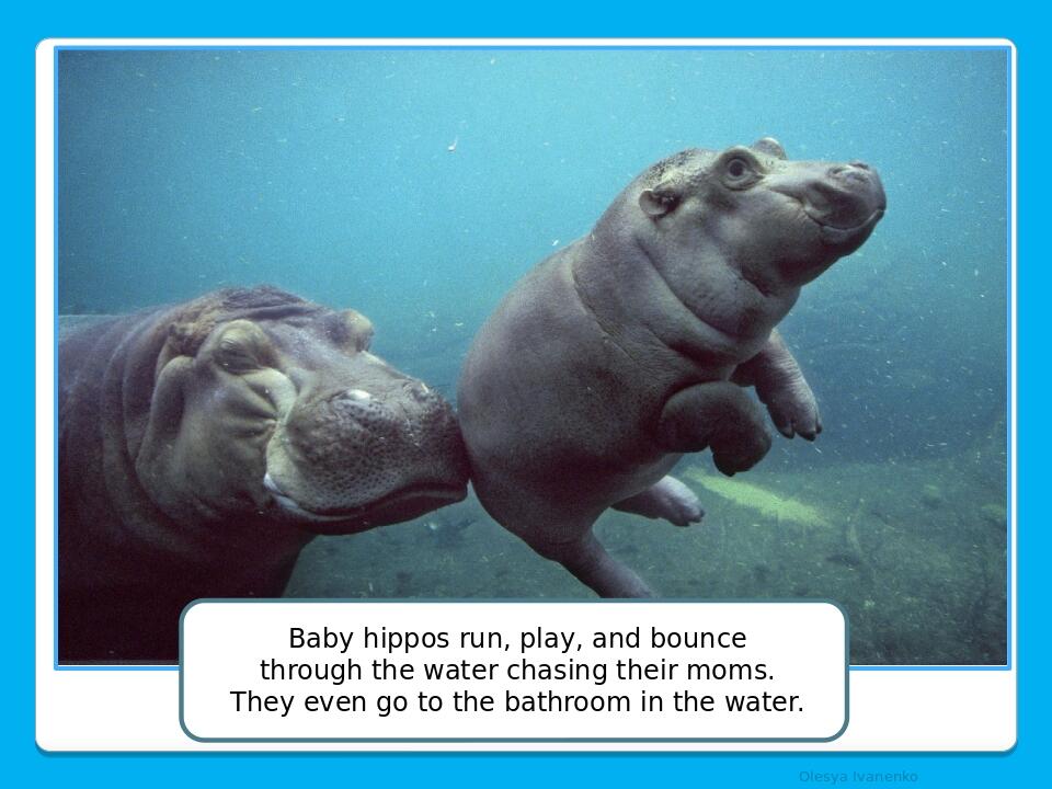 Olesya Ivanenko Baby hippos run, play, and bounce through the water chasing their moms. They even go to the bathroom in the water.