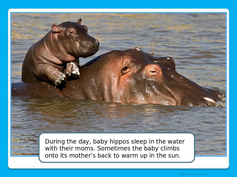 Olesya Ivanenko During the day, baby hippos sleep in the water with their moms. Sometimes the baby climbs onto its mother’s back to warm up in the ...