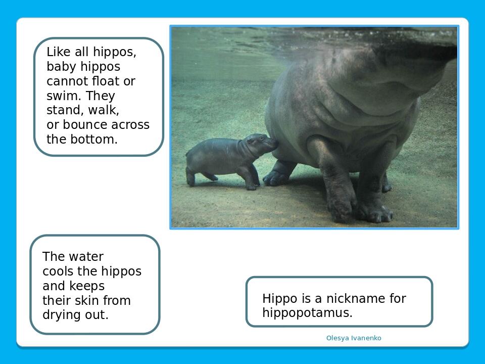 Olesya Ivanenko Like all hippos, baby hippos cannot float or swim. They stand, walk, or bounce across the bottom. The water cools the hippos and ke...