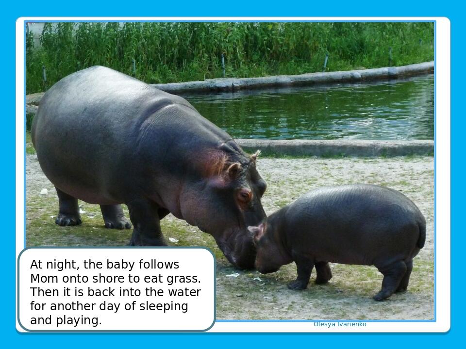 Olesya Ivanenko At night, the baby follows Mom onto shore to eat grass. Then it is back into the water for another day of sleeping and playing.