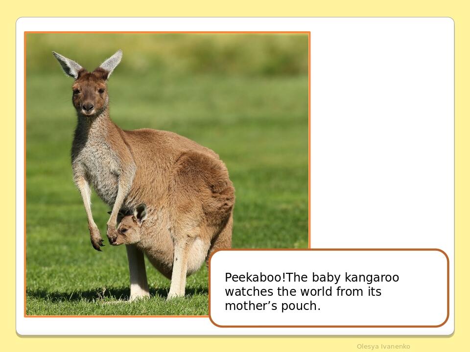 Olesya Ivanenko Peekaboo!The baby kangaroo watches the world from its mother’s pouch.