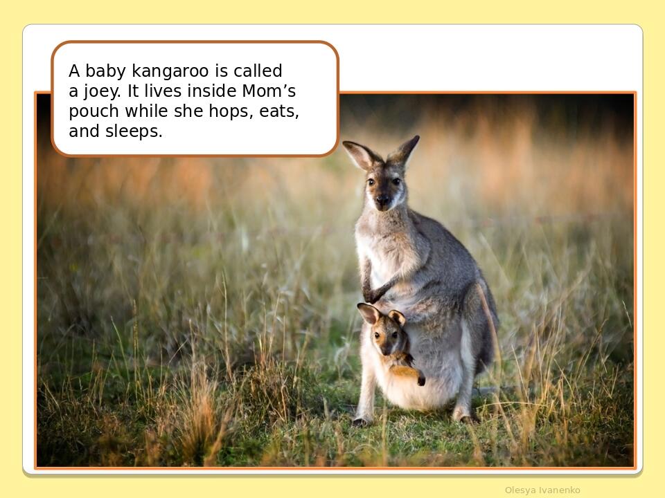     Olesya Ivanenko A baby kangaroo is called a joey. It lives inside Mom’s pouch while she hops, eats, and sleeps.