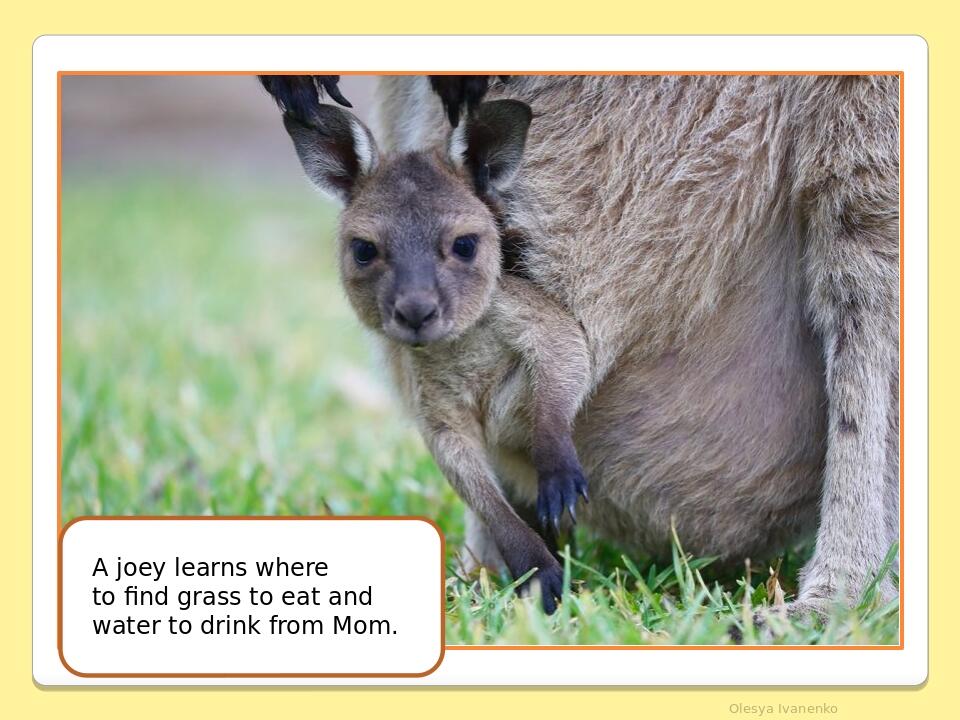 Olesya Ivanenko A joey learns where to find grass to eat and water to drink from Mom.