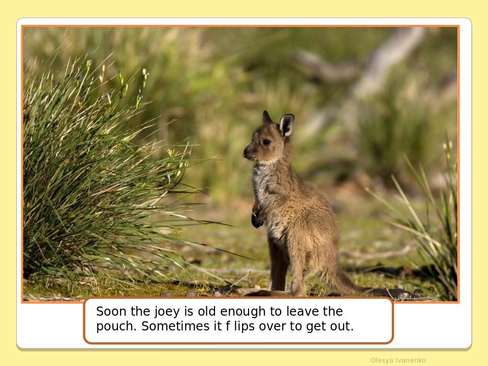 Olesya Ivanenko Soon the joey is old enough to leave the pouch. Sometimes it f lips over to get out.