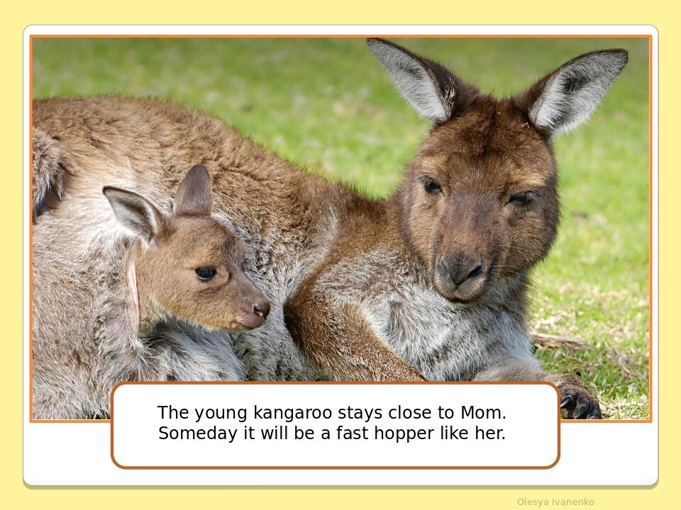Olesya Ivanenko The young kangaroo stays close to Mom. Someday it will be a fast hopper like her.