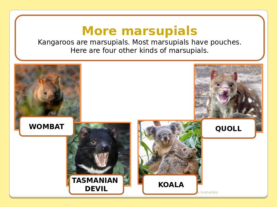 Olesya Ivanenko More marsupials Kangaroos are marsupials. Most marsupials have pouches. Here are four other kinds of marsupials. KOALA WOMBAT QUOLL...