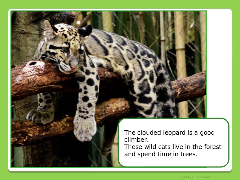 Olesya Ivanenko The clouded leopard is a good climber. These wild cats live in the forest and spend time in trees.