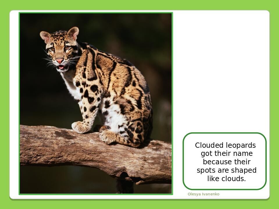 Olesya Ivanenko Clouded leopards got their name because their spots are shaped like clouds.
