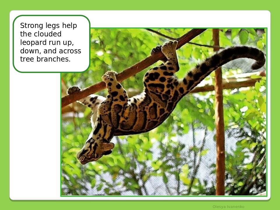     Olesya Ivanenko Strong legs help the clouded leopard run up, down, and across tree branches.