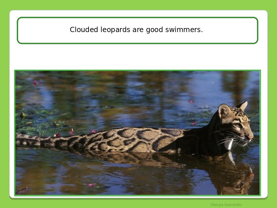Olesya Ivanenko Clouded leopards are good swimmers.