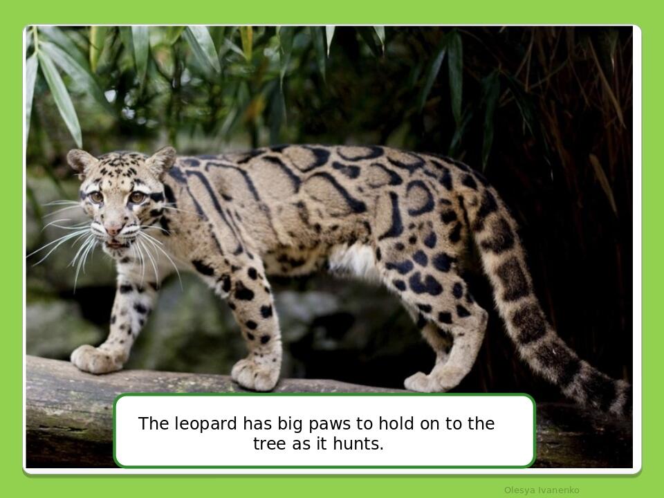 Olesya Ivanenko The leopard has big paws to hold on to the tree as it hunts.