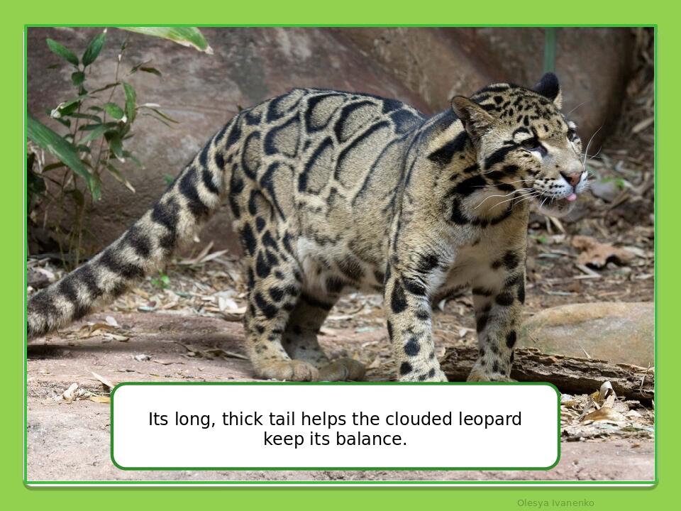Olesya Ivanenko Its long, thick tail helps the clouded leopard keep its balance.