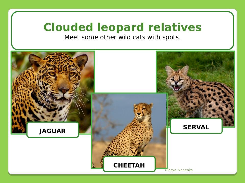 Olesya Ivanenko Clouded leopard relatives Meet some other wild cats with spots. JAGUAR CHEETAH SERVAL