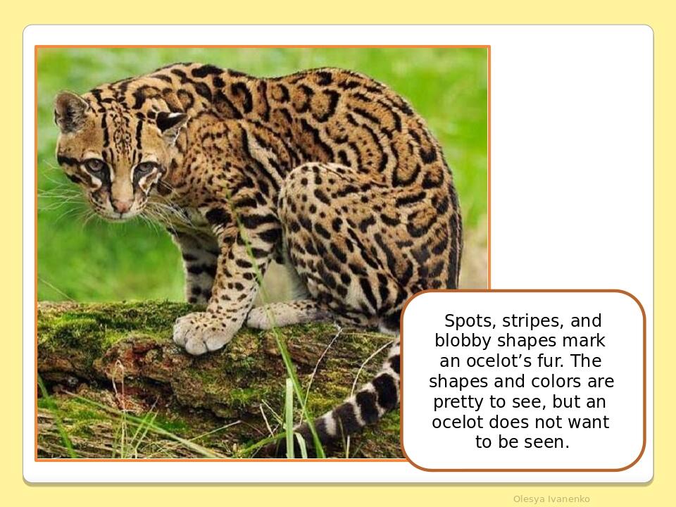 Olesya Ivanenko Spots, stripes, and blobby shapes mark an ocelot’s fur. The shapes and colors are pretty to see, but an ocelot does not want to be ...