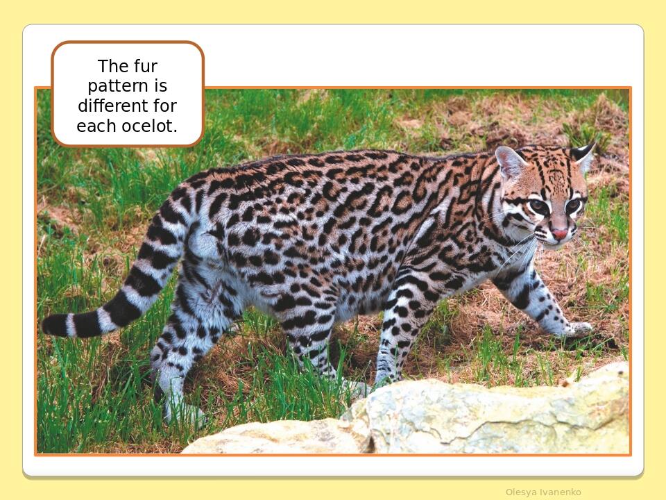     Olesya Ivanenko The fur pattern is different for each ocelot.