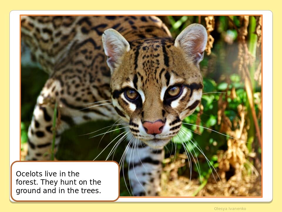Olesya Ivanenko Ocelots live in the forest. They hunt on the ground and in the trees.