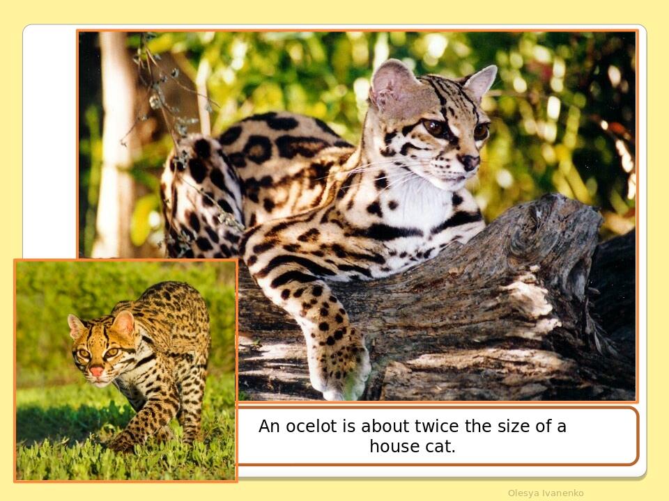 Olesya Ivanenko An ocelot is about twice the size of a house cat.