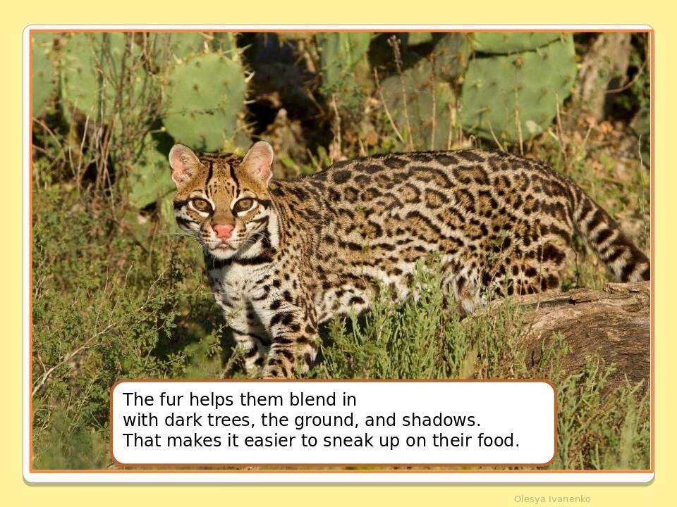 Olesya Ivanenko The fur helps them blend in with dark trees, the ground, and shadows. That makes it easier to sneak up on their food.