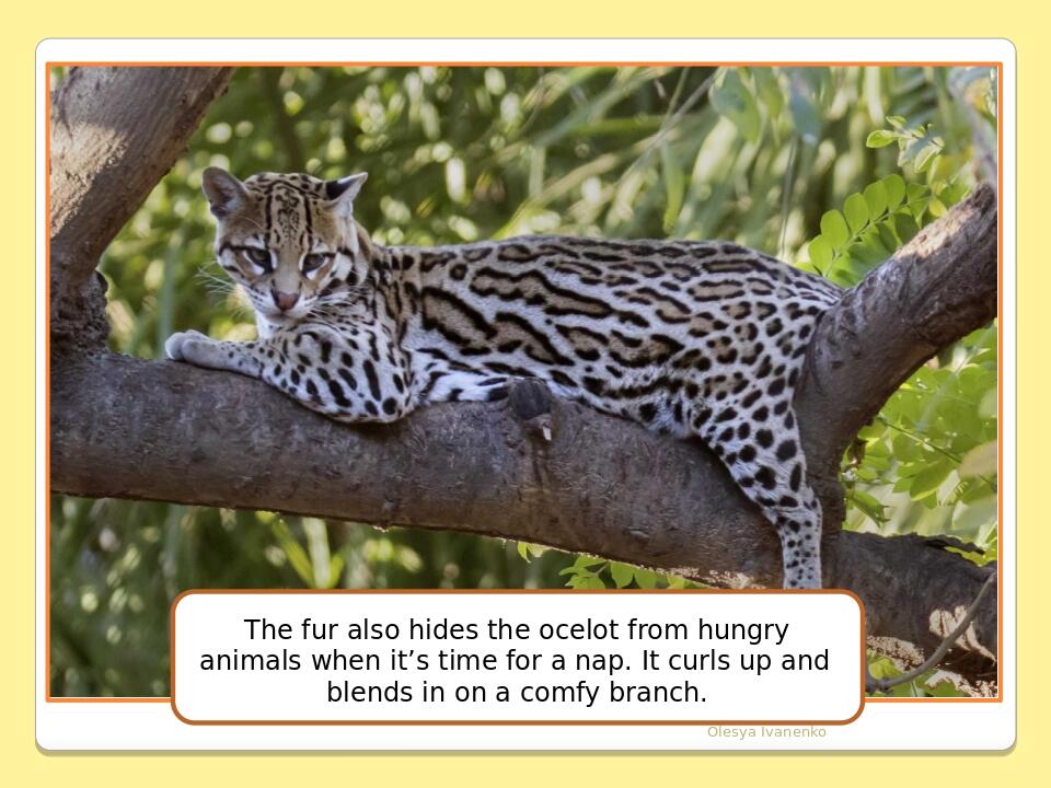 Olesya Ivanenko The fur also hides the ocelot from hungry animals when it’s time for a nap. It curls up and blends in on a comfy branch.