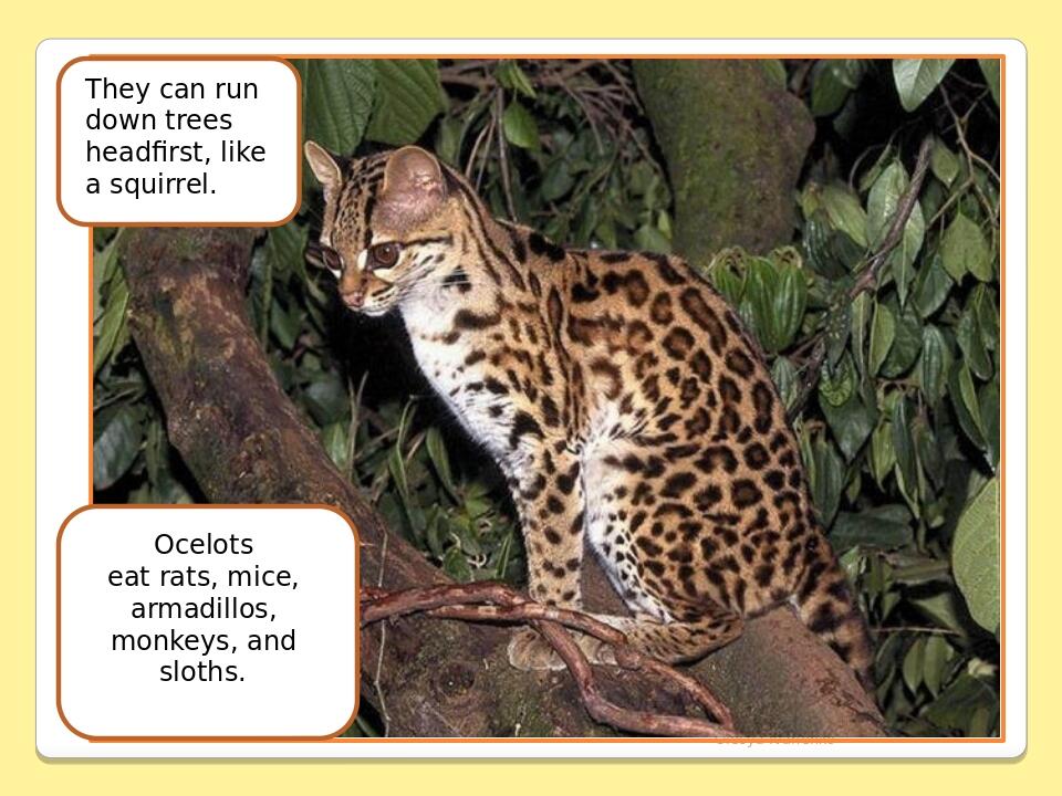 Olesya Ivanenko They can run down trees headfirst, like a squirrel. Ocelots eat rats, mice, armadillos, monkeys, and sloths.