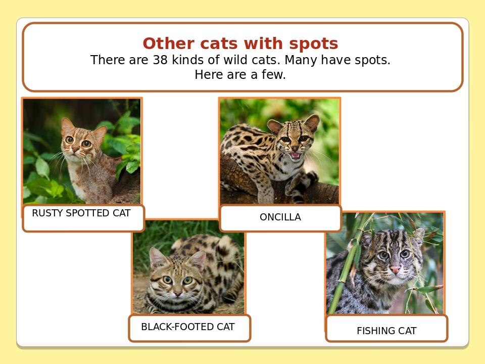 Olesya Ivanenko Other cats with spots There are 38 kinds of wild cats. Many have spots. Here are a few. RUSTY SPOTTED CAT BLACK-FOOTED CAT FISHING ...