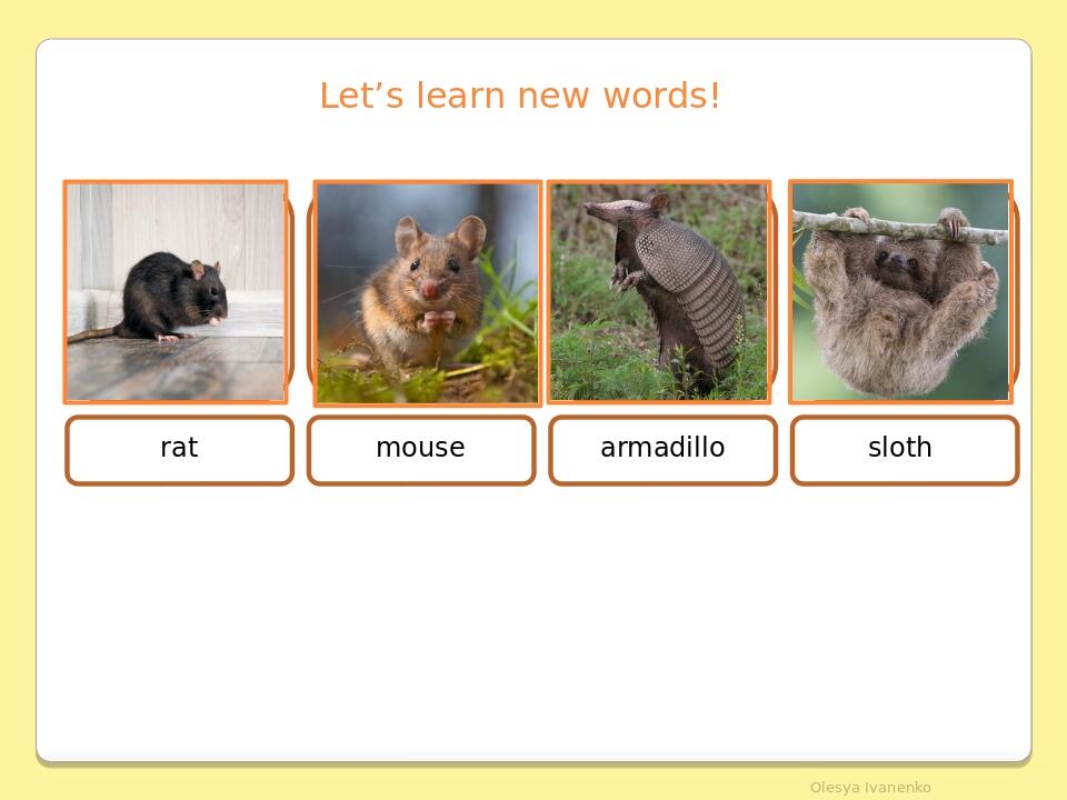 Let’s learn new words! rat mouse armadillo sloth Olesya Ivanenko