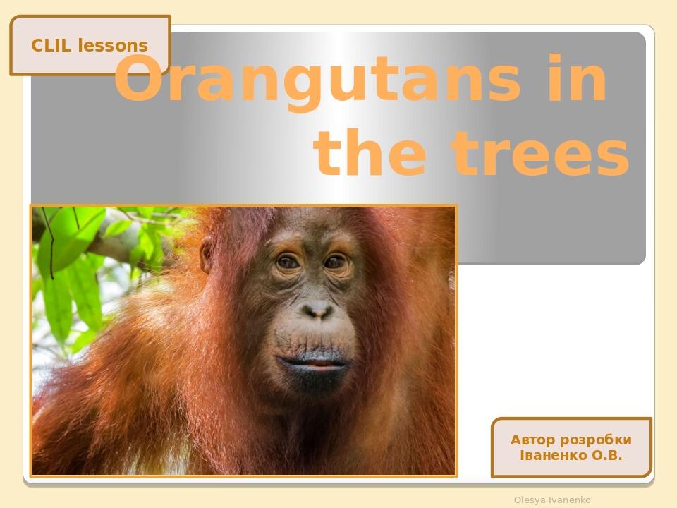 CLIL lessons Orangutans in the trees Olesya Ivanenko Автор розробки Іваненко О.В.