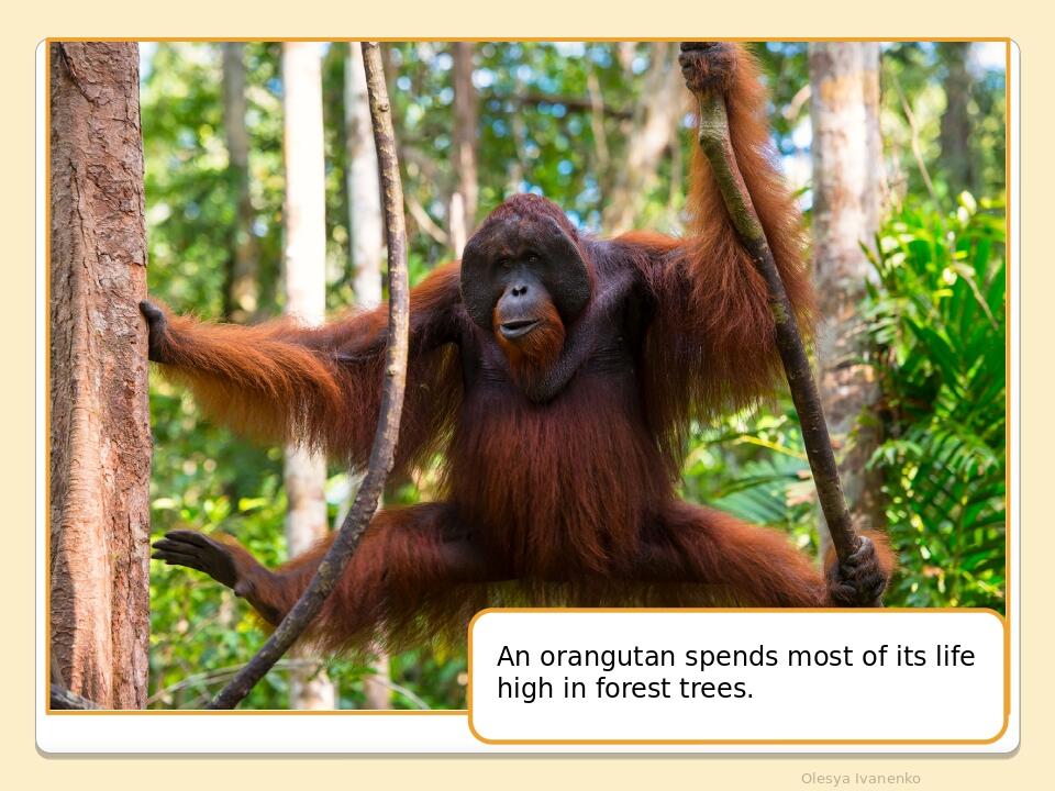 Olesya Ivanenko An orangutan spends most of its life high in forest trees.