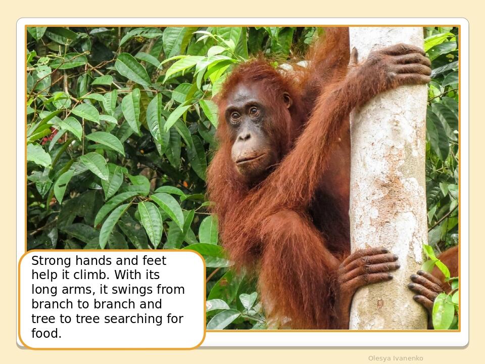     Olesya Ivanenko Strong hands and feet help it climb. With its long arms, it swings from branch to branch and tree to tree searching for food.