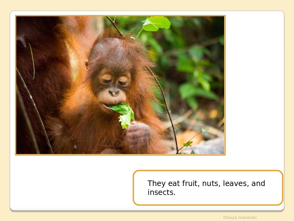 Olesya Ivanenko They eat fruit, nuts, leaves, and insects.