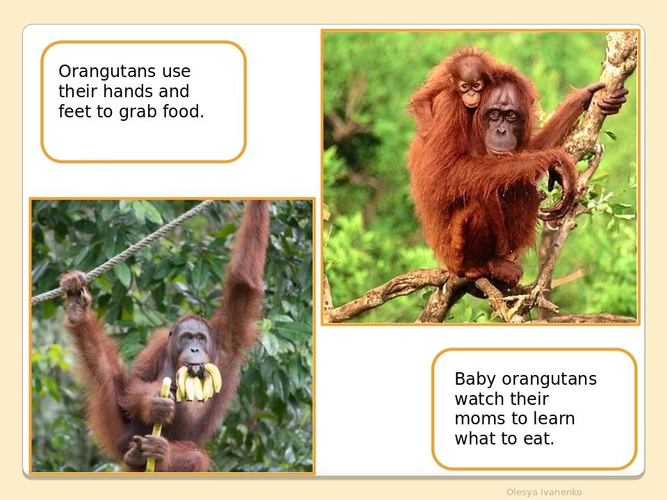 Olesya Ivanenko Baby orangutans watch their moms to learn what to eat. Orangutans use their hands and feet to grab food.